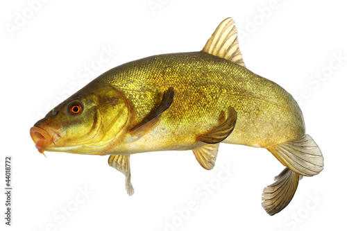Fotografija carp, tench, colored fish swimming free