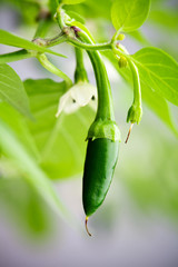 Sticker - Green serrano chili