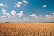 Golden wheat against blue sky and white clouds