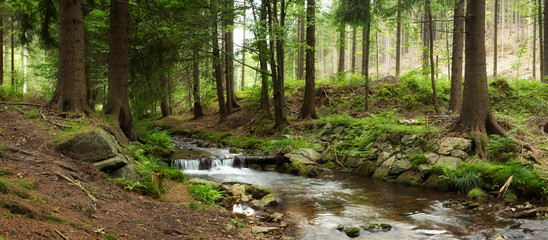 mountains river in forest