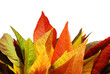 Fall Leaves Against a White Wall