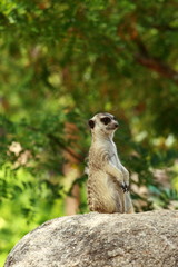 Watching little wild suricate meerkat