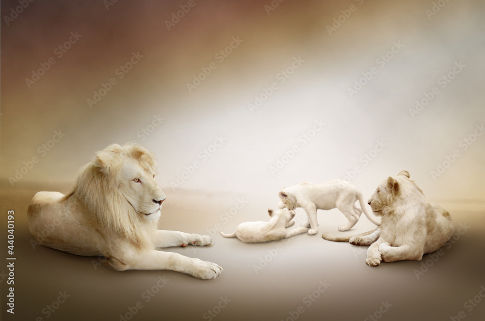 White lion family - obrazy, fototapety, plakaty 