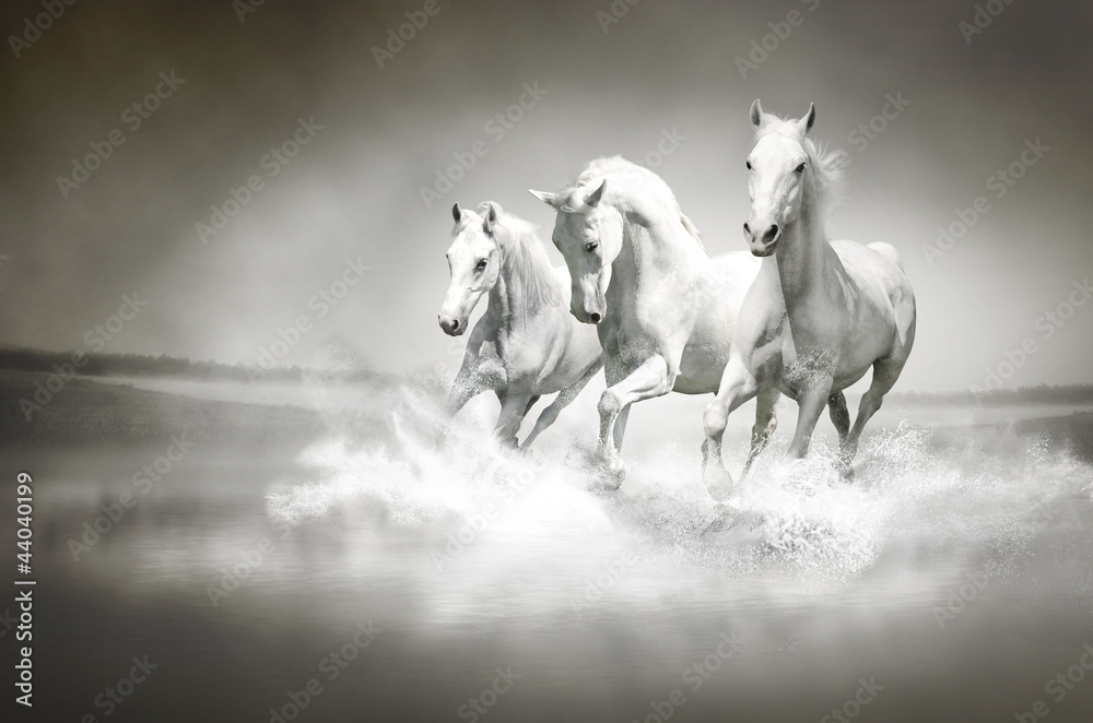 Herd of white horses running through water - obrazy, fototapety, plakaty 