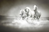Fototapeta Konie - Herd of white horses running through water