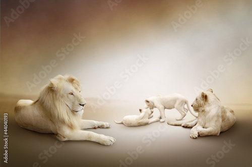 Naklejka ścienna White lion family