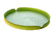 Amazon lily pad (Victoria Regia) isolated on white