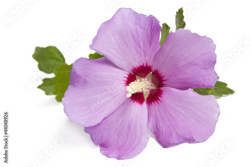 Naklejka dekoracyjna Hibiskus- Eibisch