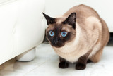 Fototapeta Koty - Siamese cat portrait