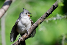 Young Tufted Titmouse Singing In A Tree