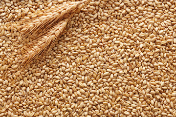 wheat background