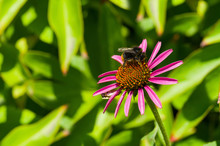 Garden With Echinacea Flower And Bumblebee