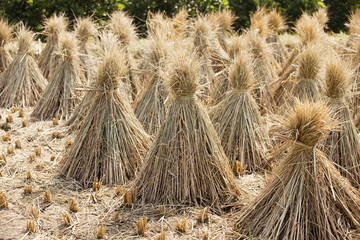 rice sheaf after harvest on the field