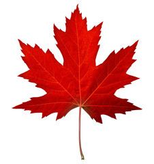 red maple leaf