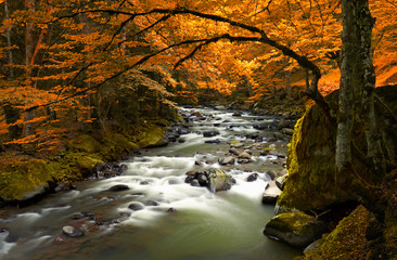 Poster - Autumn landscape with trees and river