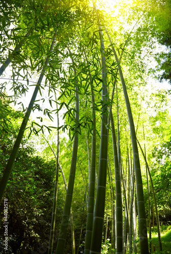 Naklejka na szybę Bamboo forest background.