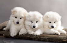 Funny Puppies Of Samoyed Dog