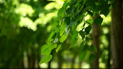 Wall Mural - beautiful green leaves and bright sun