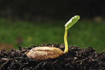 Poster - Green sprout growing from seed