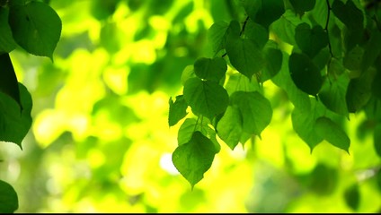 Wall Mural - Beautiful green leaves and bright sun