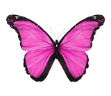 Fototapeta Motyle - Morpho violet butterfly , isolated on white