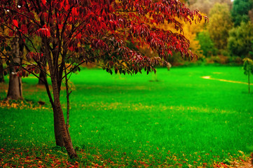 Wall Mural - A small tree with red leaves on a background of green grass