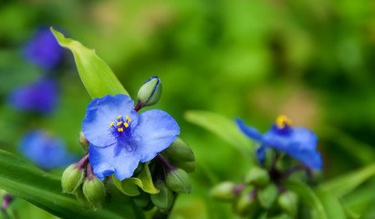 Canvas Print - Closeup of flowering and budding Virginia spiderwort