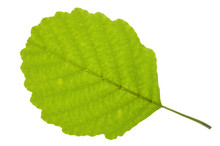 Alder Tree Leaf