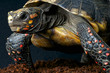 Red-footed tortoise / Chelonoidis carbonaria