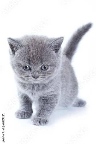 Tapeta ścienna na wymiar Brytyjski mały kotek na białym tle