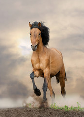 wild stallion running in sunset