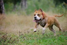American Staffordshire Terrier Run