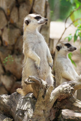 Meerkat