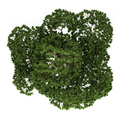 Wall Mural - top view of australian boab tree isolated on white background