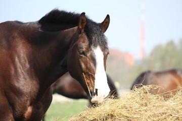 Bay horse eating dry hay