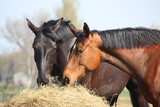 Fototapeta Konie - Two horses eating hay