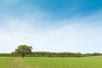 Wall Mural - American Farmland