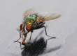 canvas print picture - Closeup of a Housefly