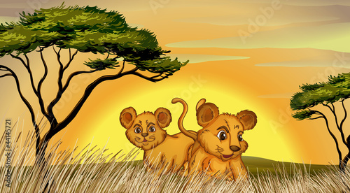 Obraz w ramie two cubs