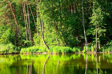 Beautiful Landscape With Forest Lake