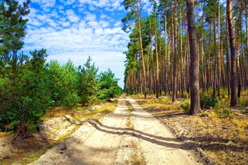 Wall Mural - The dirt road through pine forest