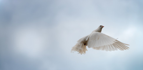 White dove in flight