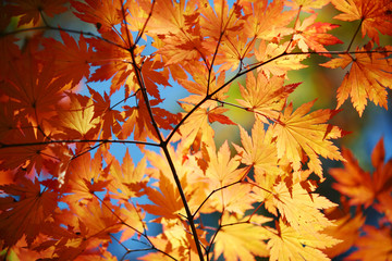 Wall Mural - autumn maple leaves