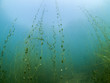 Unterwasserwelt: Oerkhaussee, Deutschland