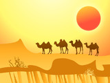 Fototapeta Konie - camels in the desert