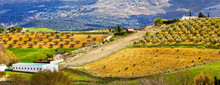 Andalusia Countryside Panorama