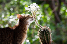 Cat And Flower