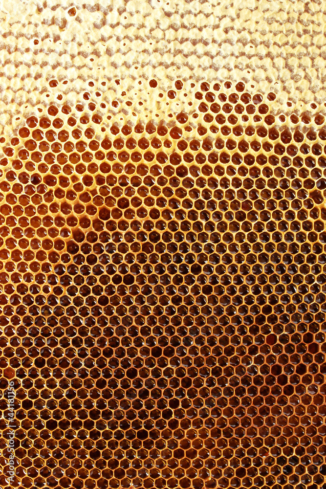 yellow beautiful honeycomb with honey, background