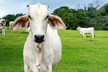 Cow In A Farmland