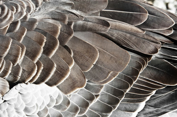 goose feather